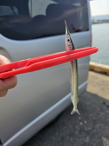 サヨリの釣果