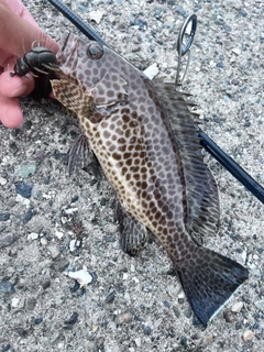 オオモンハタの釣果