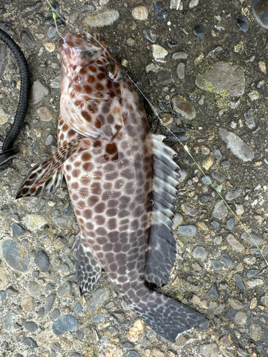 オオモンハタの釣果