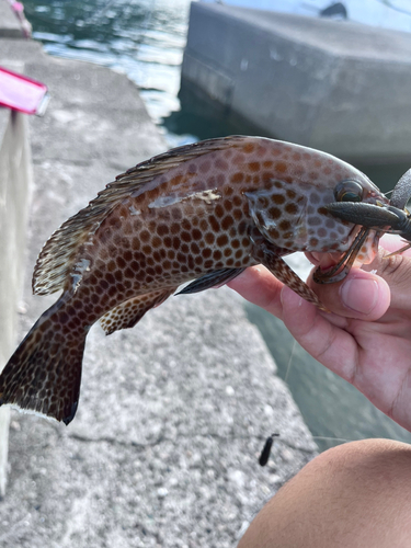 オオモンハタの釣果