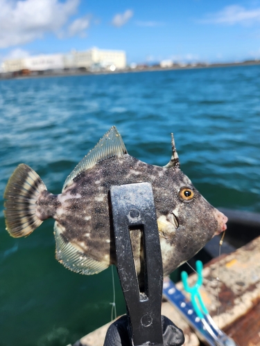 カワハギの釣果