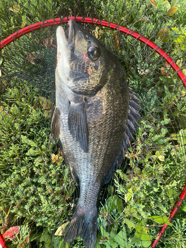 釣果