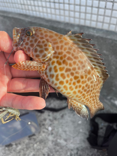 オオモンハタの釣果