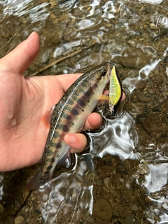 ヤマメの釣果