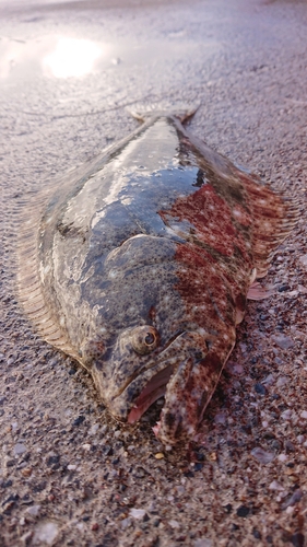 ヒラメの釣果