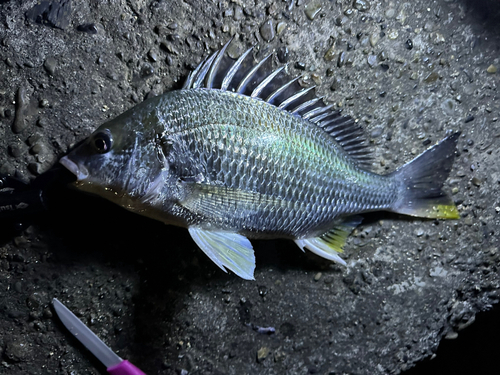 キビレの釣果