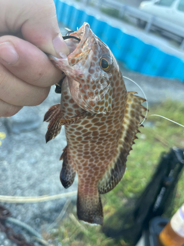 オオモンハタの釣果