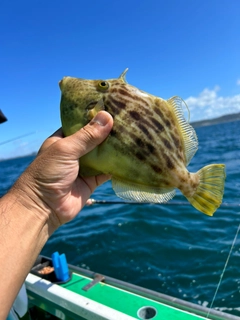 カワハギの釣果