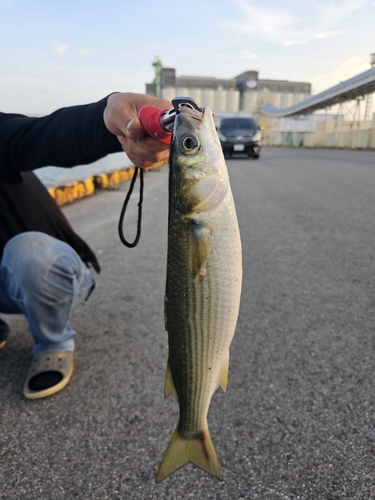 ボラの釣果