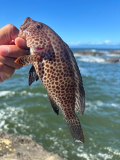 オオモンハタの釣果