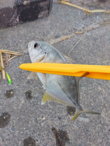 メッキの釣果