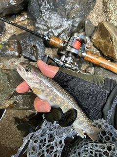 イワナの釣果