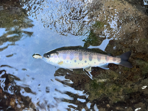 ヤマメの釣果