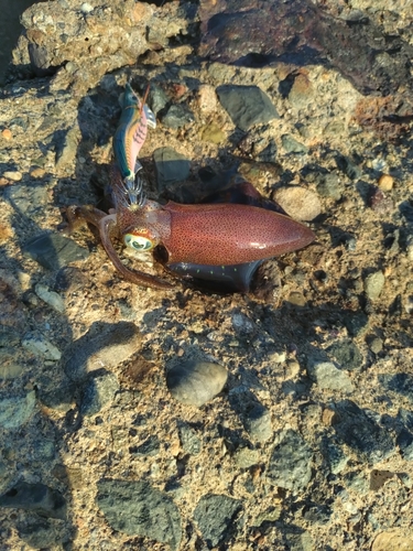 アオリイカの釣果