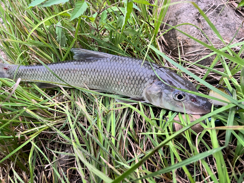 ニゴイの釣果