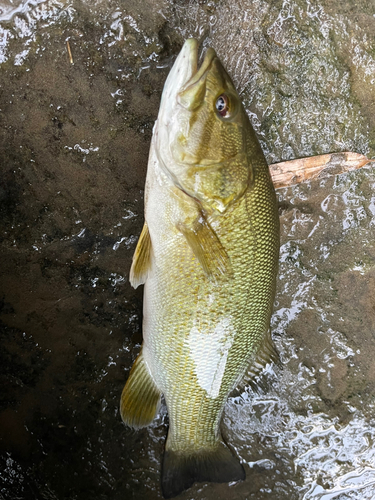 スモールマウスバスの釣果