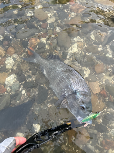 チヌの釣果