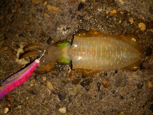 アオリイカの釣果