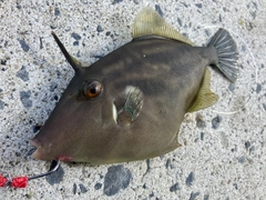 ウマヅラハギの釣果