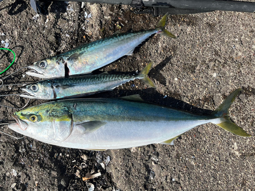 イナダの釣果