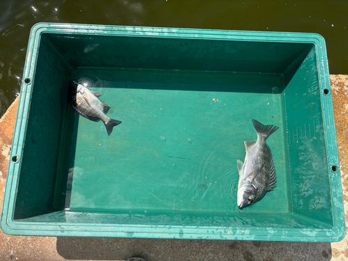 チヌの釣果