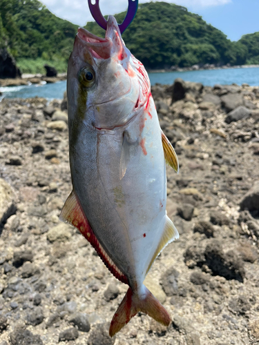 ネリゴの釣果