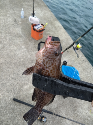 オオモンハタの釣果