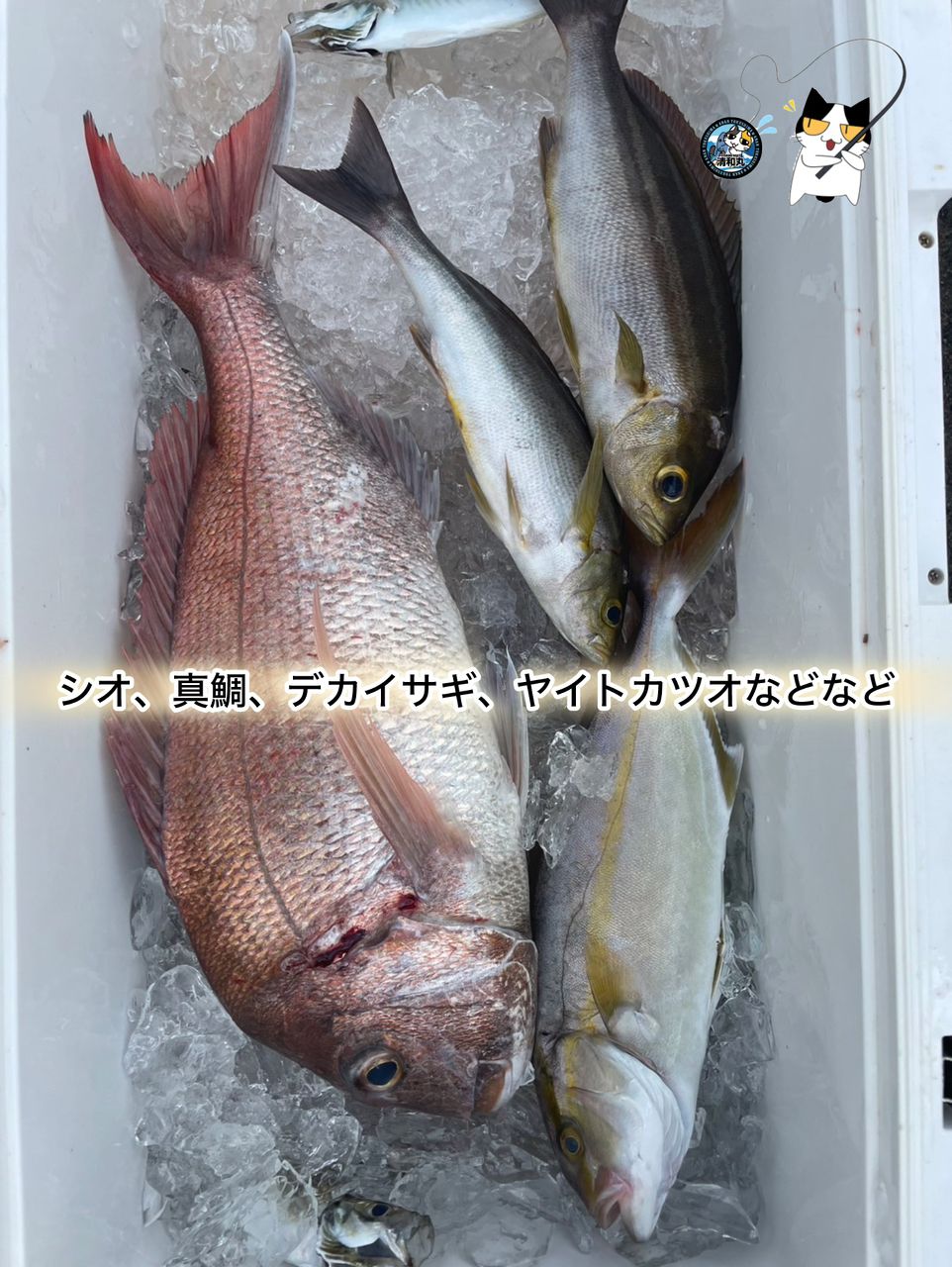 清和丸さんの釣果 3枚目の画像