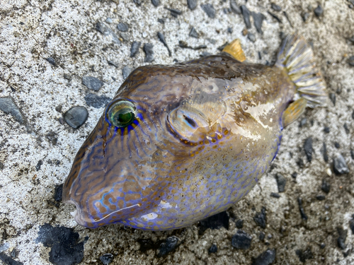 キタマクラの釣果