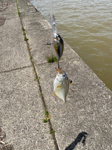 ヒイラギの釣果