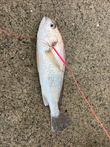 イシモチの釣果