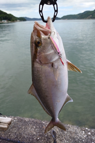 ネリゴの釣果