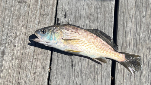 シロギスの釣果