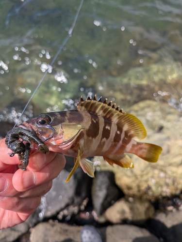 アカハタの釣果