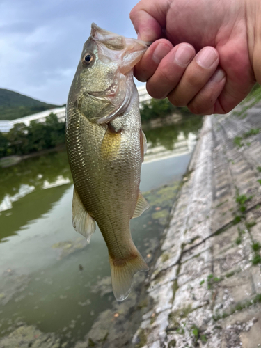 ラージマウスバスの釣果