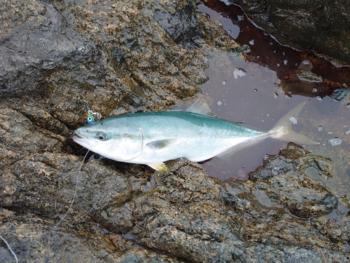 イナダの釣果