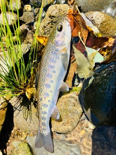 ニジマスの釣果