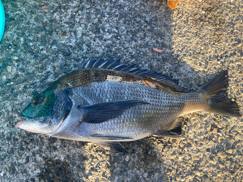 クロダイの釣果