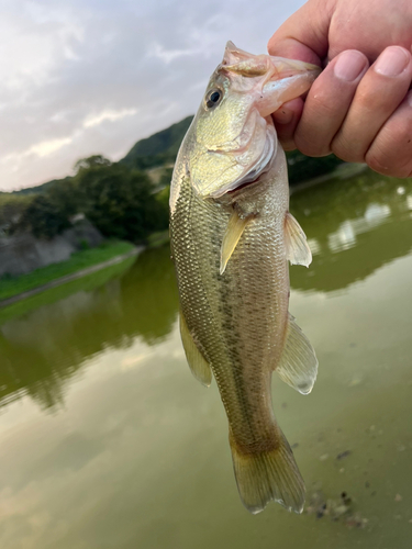 ラージマウスバスの釣果