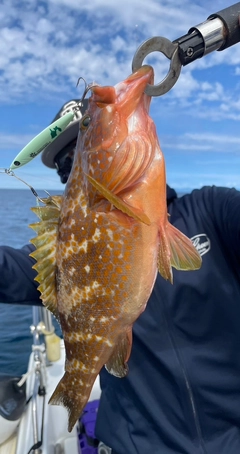 ハタの釣果