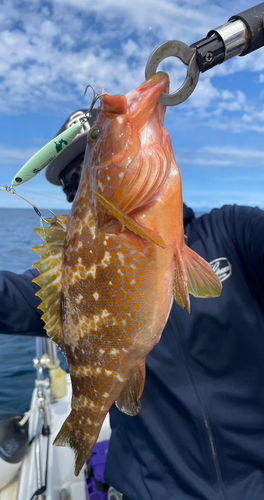 ハタの釣果