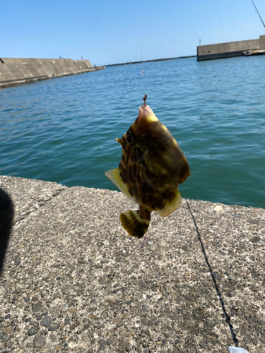 カワハギの釣果