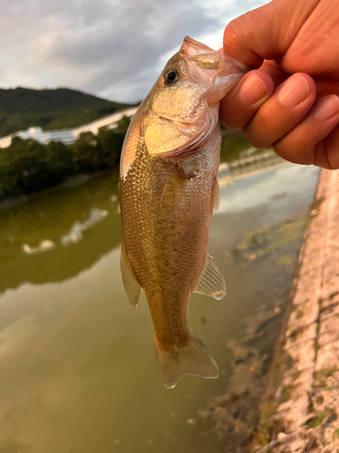 ラージマウスバスの釣果