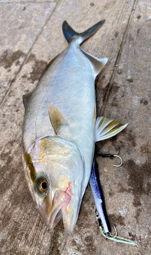 ショゴの釣果