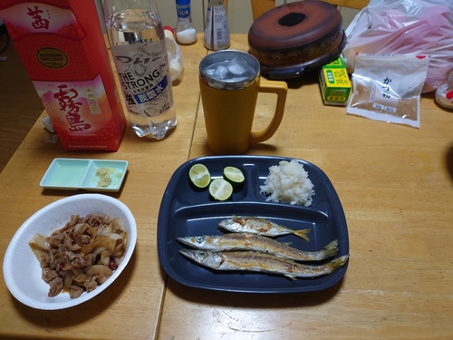 アジの釣果