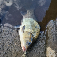 フナの釣果