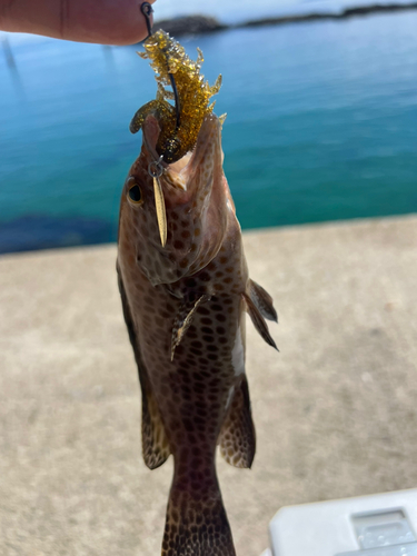 オオモンハタの釣果