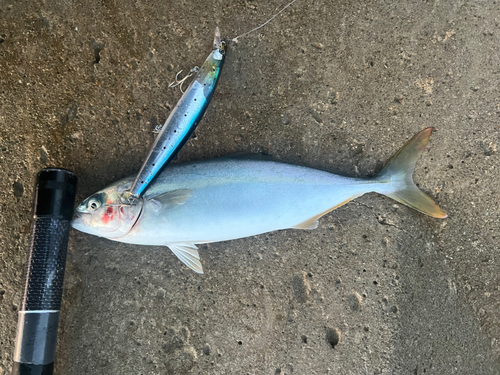 ワカシの釣果