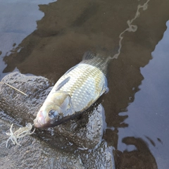 フナの釣果