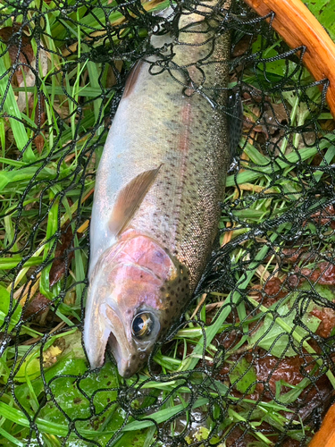 ニジマスの釣果